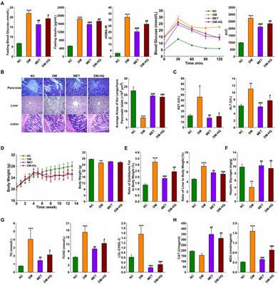 Christensenella regulated by Huang-Qi-Ling-Hua-San is a key factor by which to improve type 2 diabetes